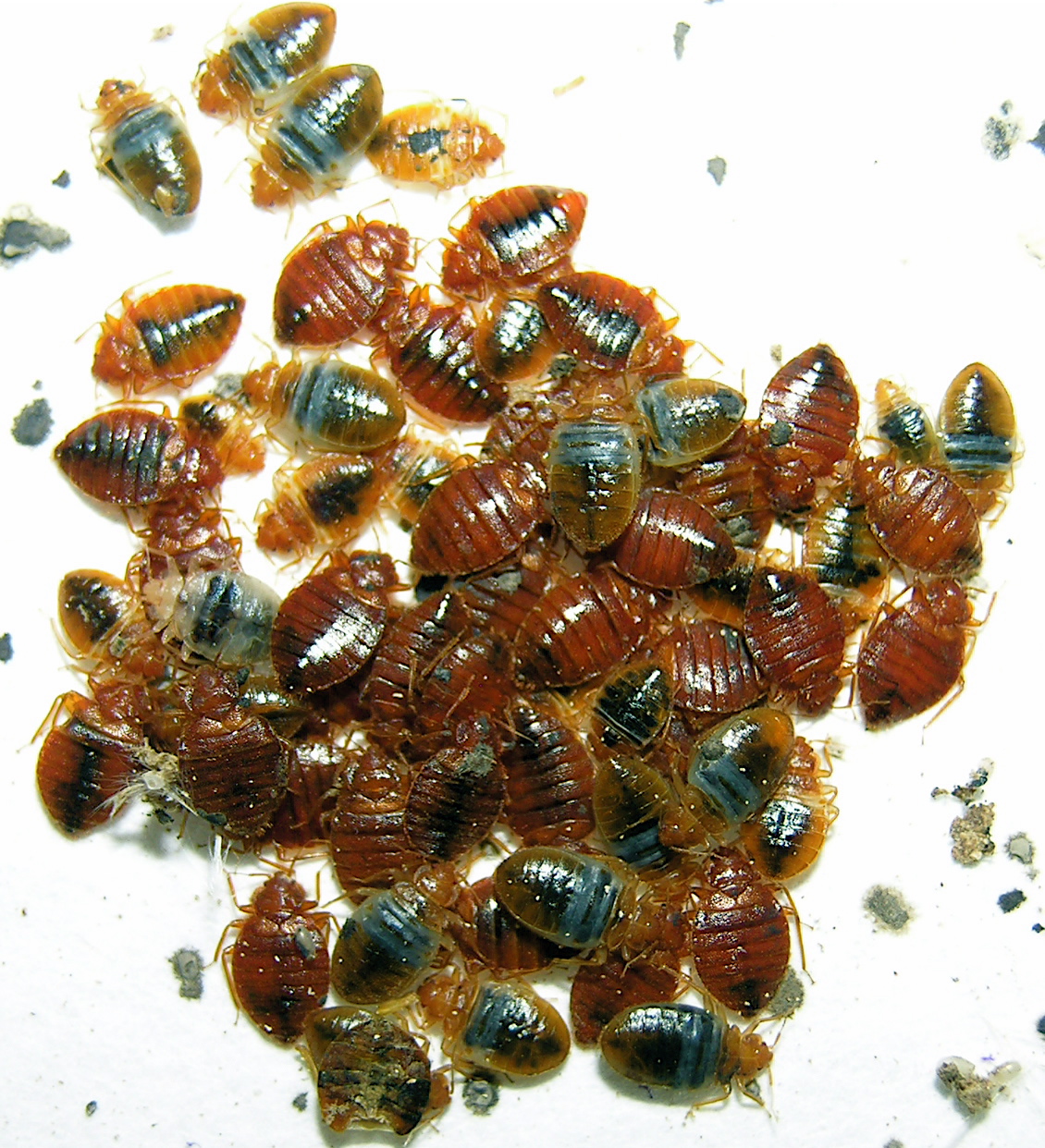 adult bed bugs