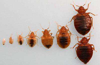 Bed Bug Lifecycle